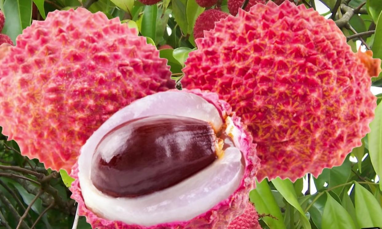 越南出口荔枝最新消息,越南荔枝销往韩国