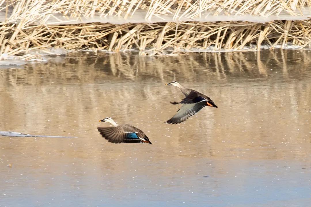 涂上黄色的“润唇膏”，TA就是野鸭中最靓的仔