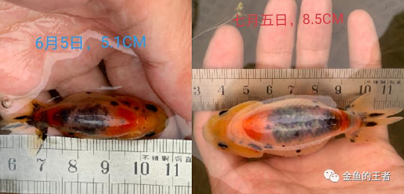 养功考试1个月,20条鱼的前后成长对比,变化太惊艳了