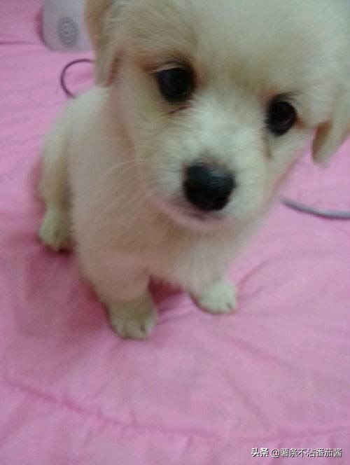 高颜值肌肉奶狗,什么样的小奶狗最可爱