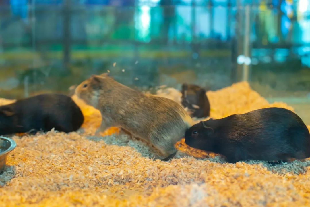 海洋剧场秀、丛林萌宠乐园、风车向阳花，昆明热闹新春，属于它