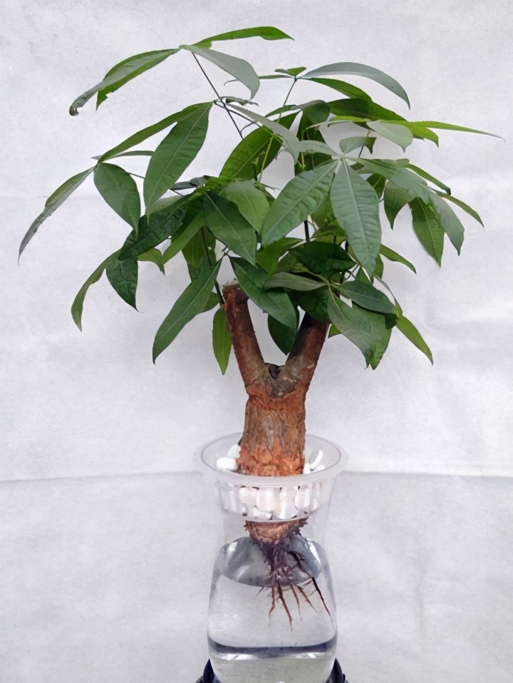 南美室内水培观赏绿植,水培绿植与土培绿植的区别