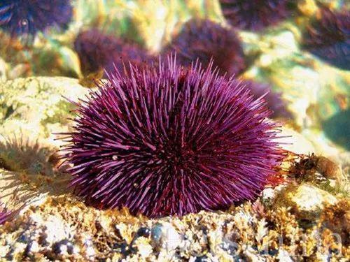 黄圣依洗面奶,黄圣依洗面奶真的有效果吗