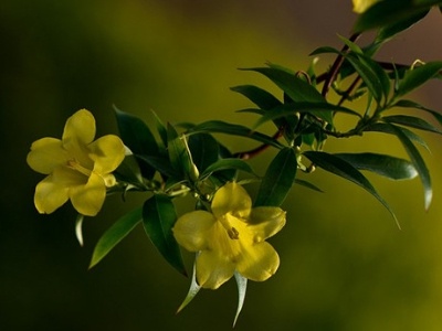 法国香水茉莉花夏天怎么养,法国香水吊兰怎么养