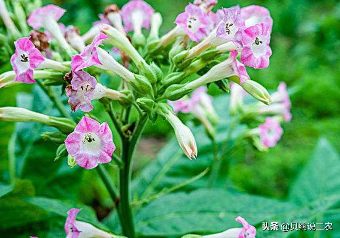 大葱育苗封草技术,烟苗苗床管理