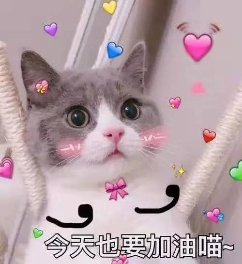 把一只小猫养大会很有感情吗,把一只小猫养大