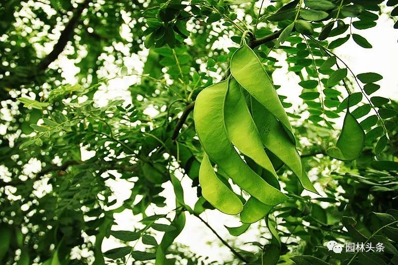 全身是宝的树木,皂角树全身是宝吗