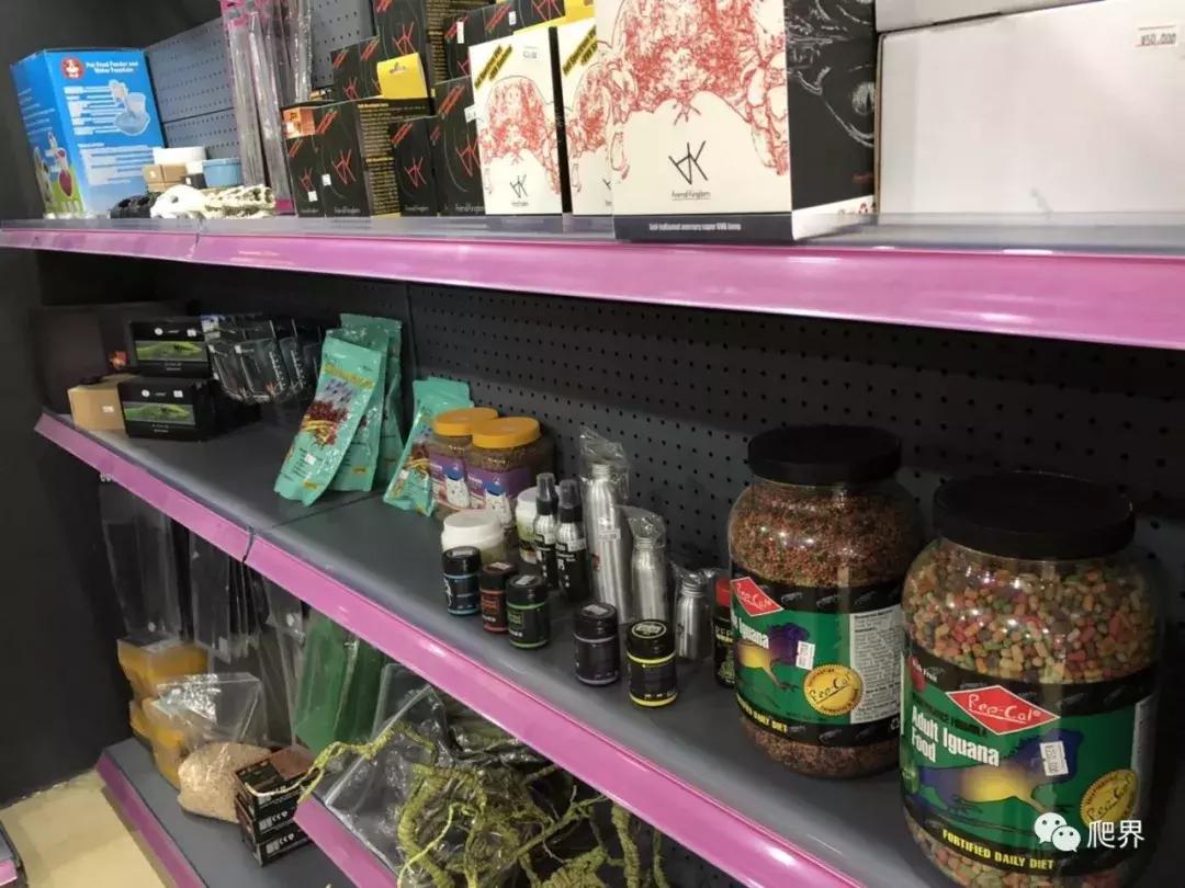 伦敦的爬宠店,隐藏在小区深处的店铺