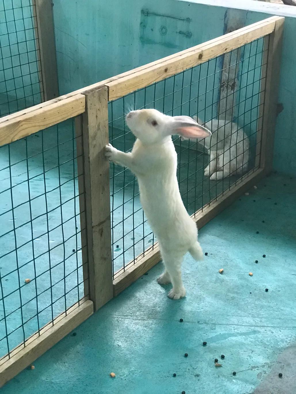 长隆飞鸟乐园拍鸟攻略,广州长隆飞鸟乐园可以摸哪些鸟