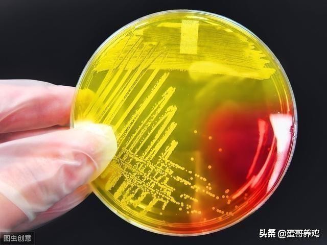 养鸡怎么样预防鸡不得病,养鸡需要添加什么药剂防治