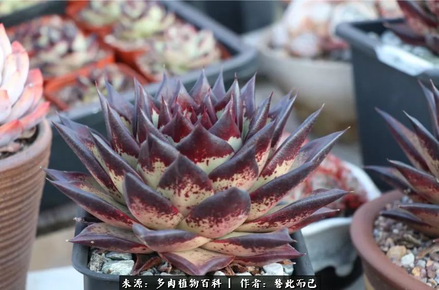 小警察的乌木：红与黑的霸气之美！