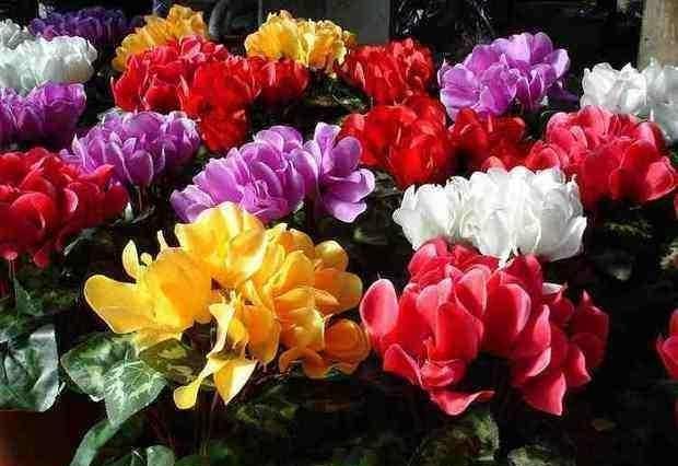 养仙客来怎么浇水,夏季仙客来浇水后叶子打蔫怎么办