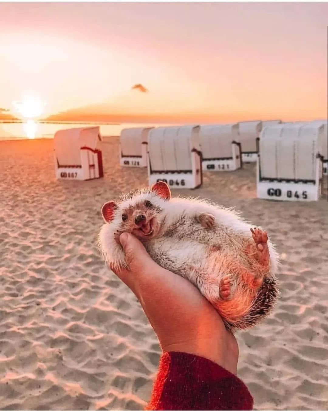 网红小刺猬——过成了你最想要的样子。