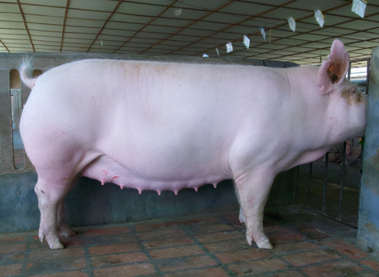 母猪假妊娠的原因及解决方法,母猪假孕的最佳治疗方法