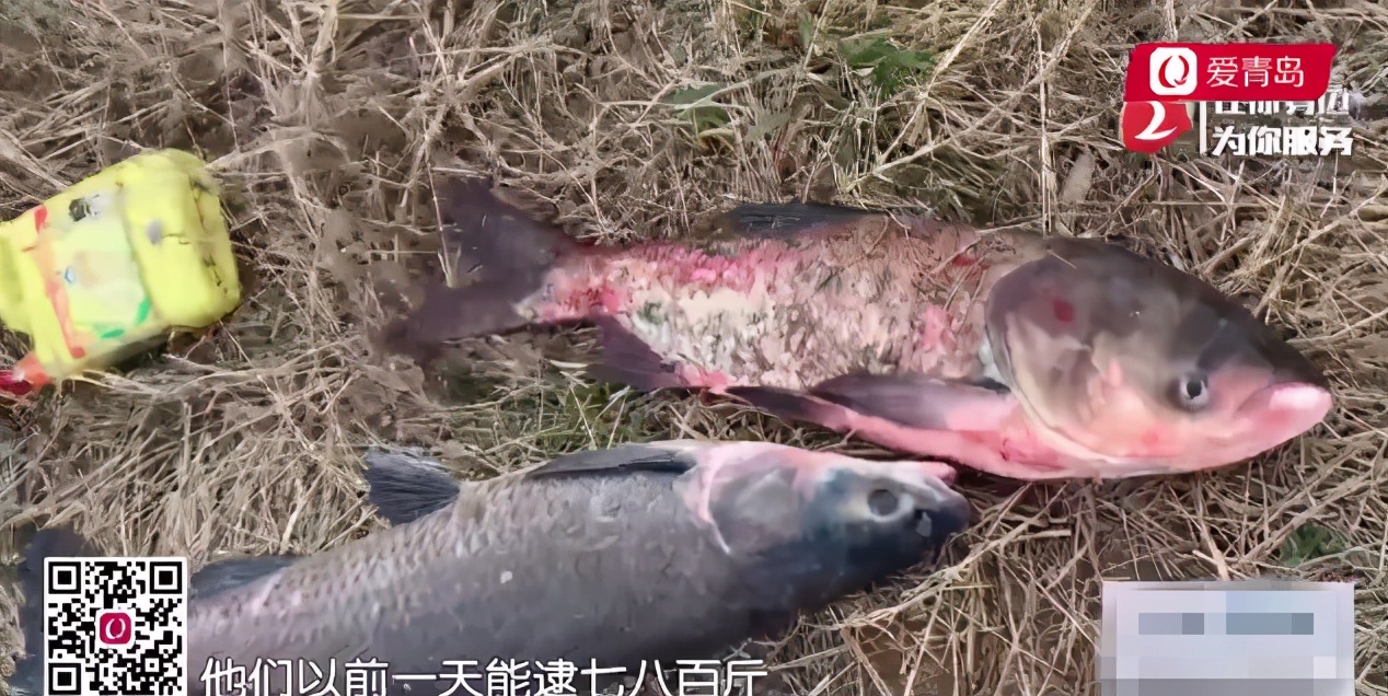 跨区域非法捕捞现象猖獗,一天能抓多少鱼