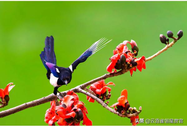 喜鹊枝头叫喜事已来到,喜鹊叫喜事到主人高兴