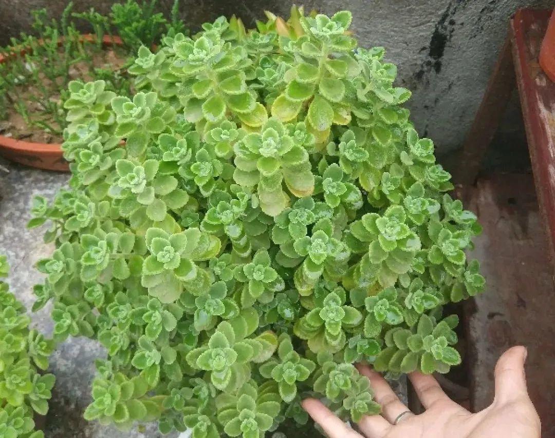 耐寒又好养的香水花,家里可以养法国香水花