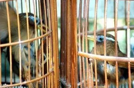 画眉饲料是贵的好还是便宜的好,真正的好画眉饲料是什么样子的