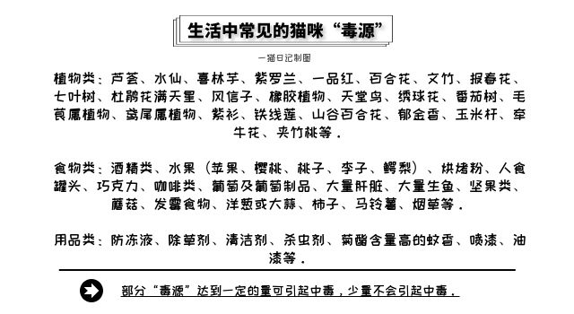 猫咪中毒后又中暑了,猫咪坐车中暑死亡鼻子流血