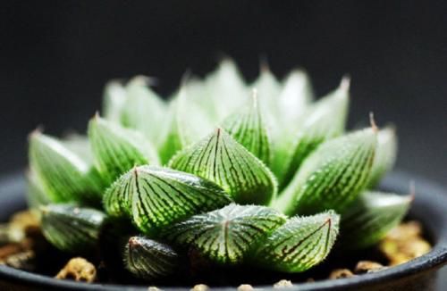 多肉植物有毒如何发现,多肉植物是否有毒