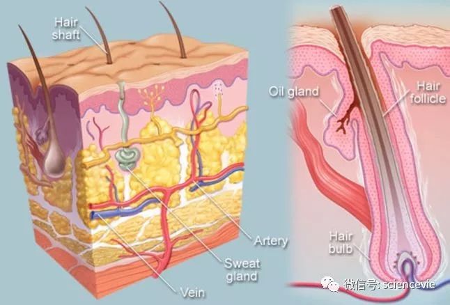 真实的护肤品靠谱吗,护肤品真有用吗