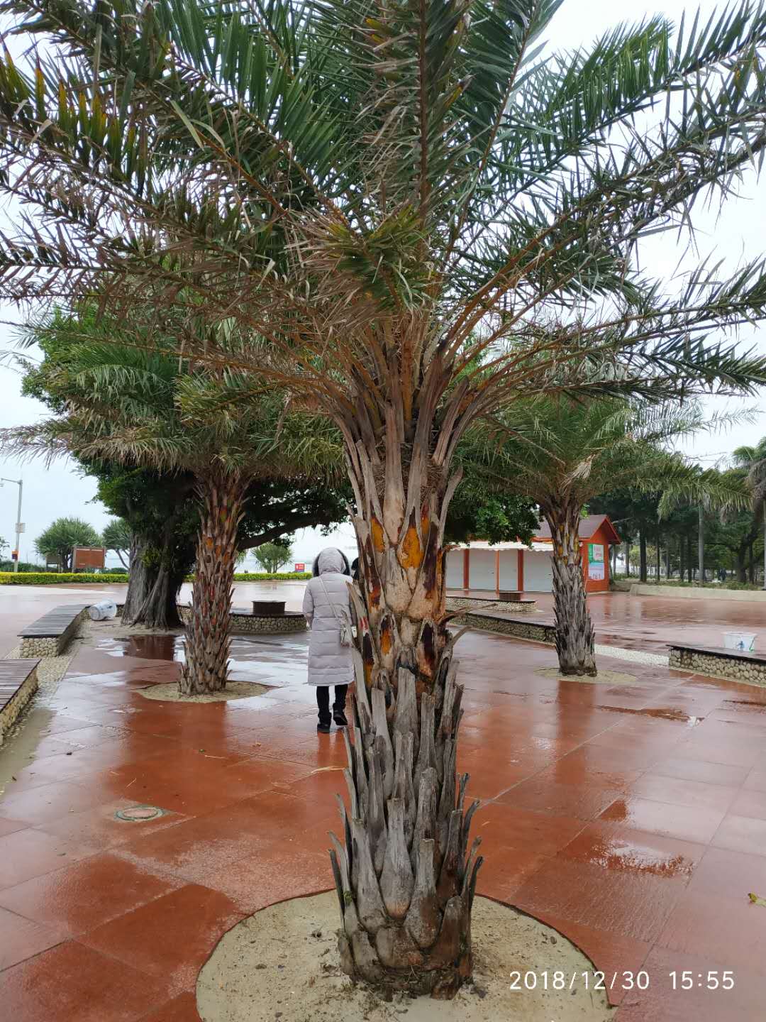 今年北海有多冷——银滩上的北海人如是说，要去玩海的听我说