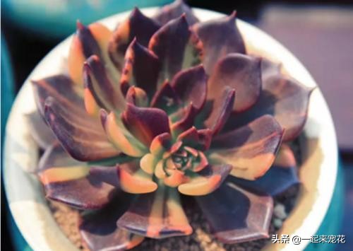 多肉怎么养能出锦,多肉怎么养会出锦