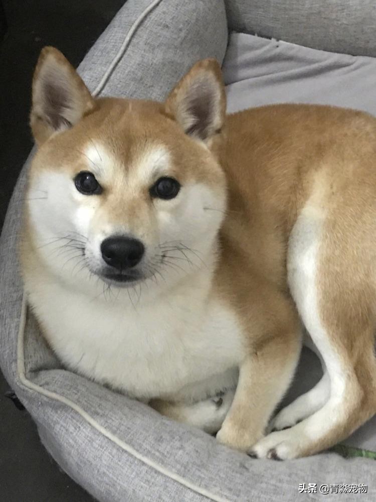 【宠物大学问】狗狗能吃虾吗？