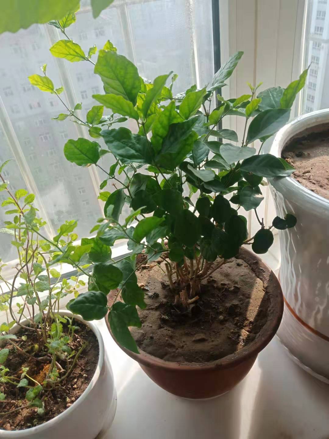 火山小视频的养号与雷区指南，短视频实战解析…