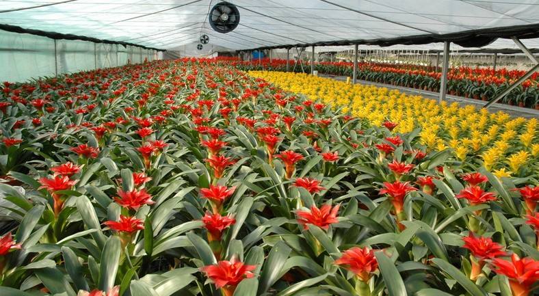 河北一大学生种植花卉，建造“最美后花园”年收入过百万