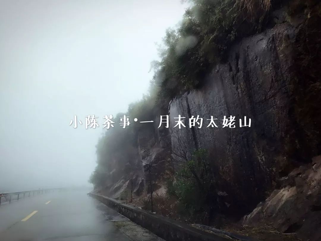 白茶怕水淹吗,白茶怕寒吗白茶怕高温吗