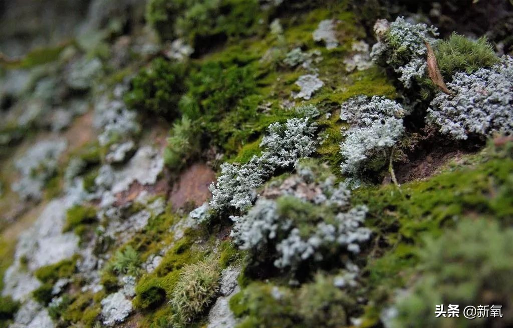 柳岩代言二裂酵母面膜,柳岩推荐的v脸面膜