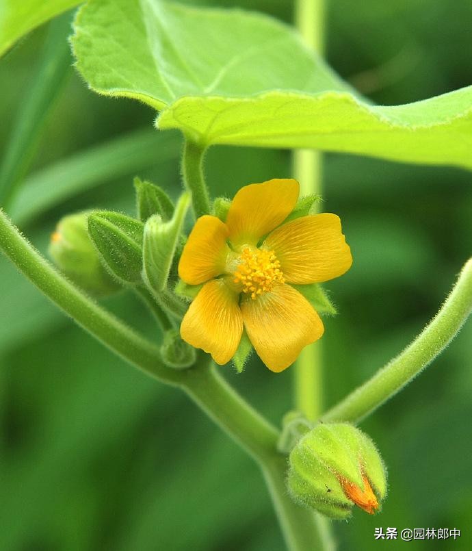 苘麻子有多少名字,苘麻学名叫什么