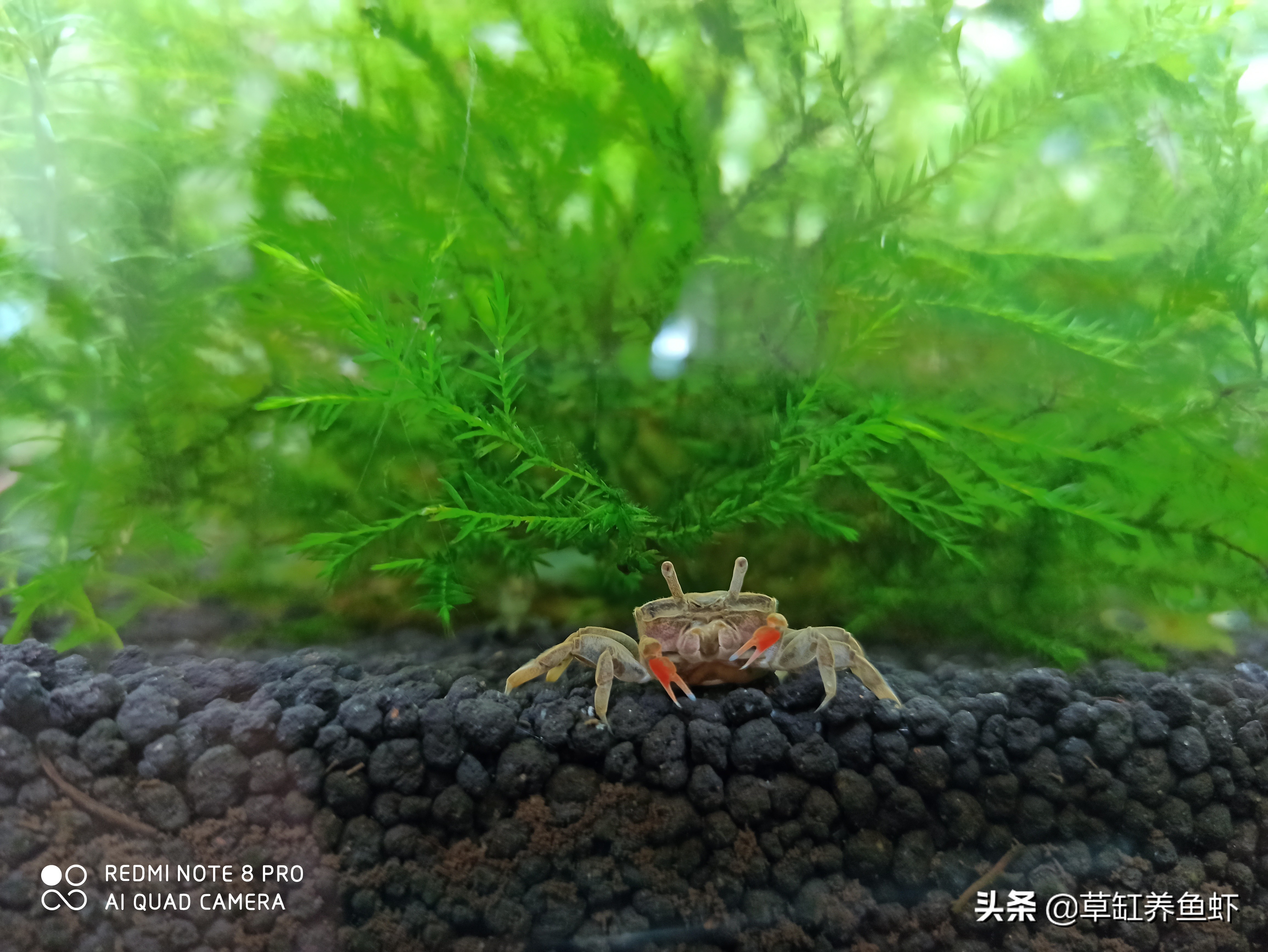 入坑草缸玩水草，这5点很重要，没“两把刷子”你也能玩