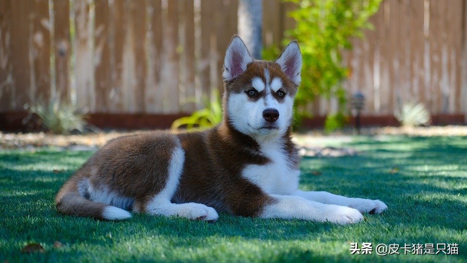 如何挑选看家护院的土狗狗,怎样挑选狗狗视频