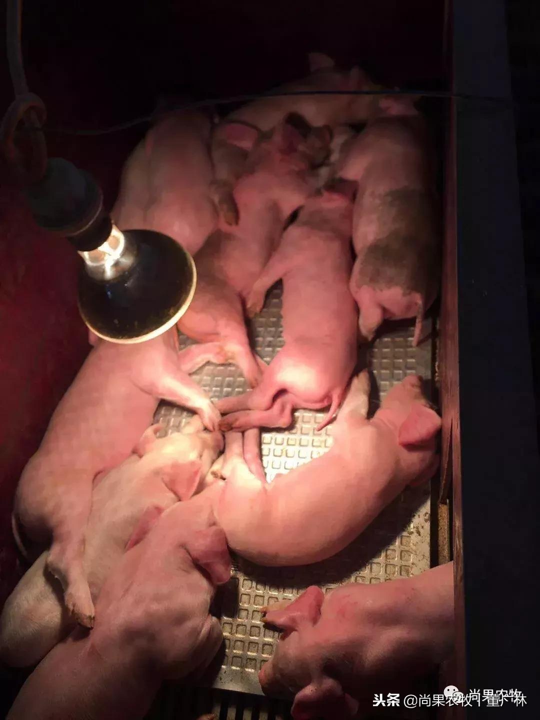 如果现在有育肥1万头和后备3000头两个项目，你会选哪个？