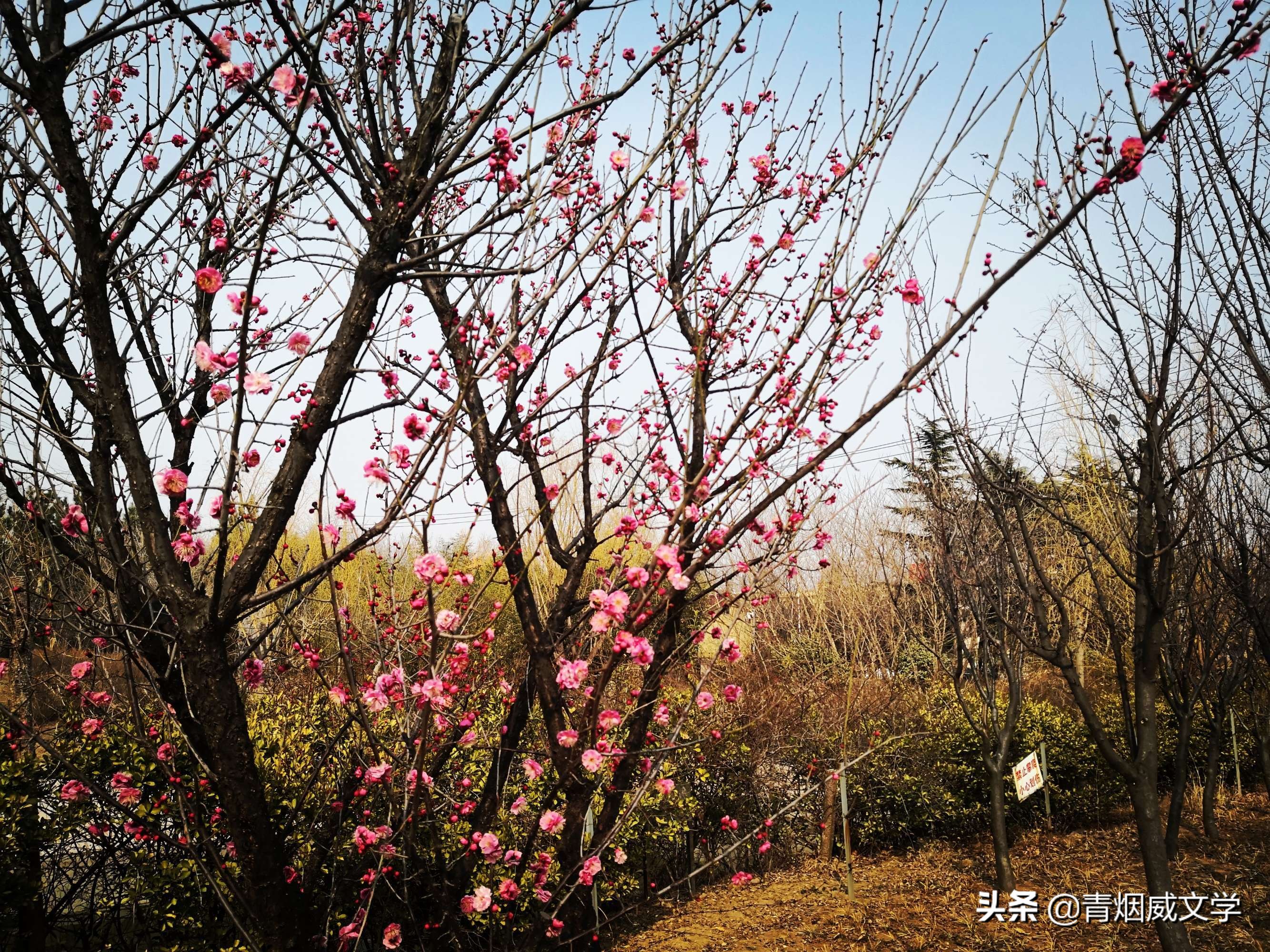 俺这是要跑到哪儿去(童年往事)