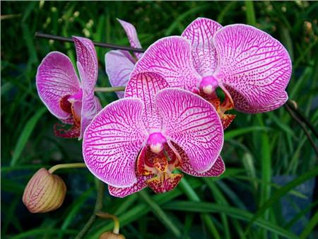 兰花品种大全最名贵的兰花,十大名贵兰花最好养活的兰花