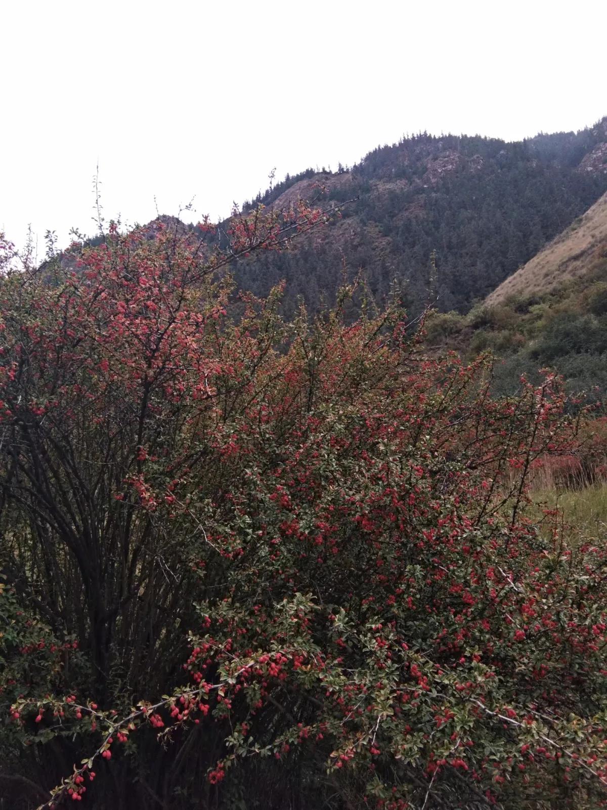 野草莓有没有勾起你们的童年记忆,儿时野草莓