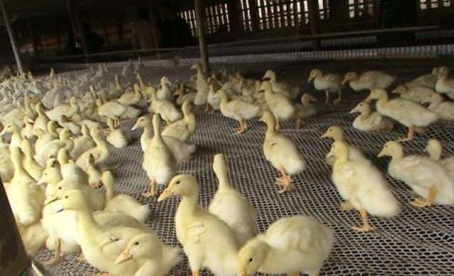 鸭子头颈歪了怎么办,鸭子出现浆膜炎怎么引起的