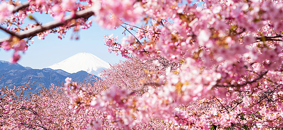 中国清酒和日本清酒的区别,清酒分为几个类型