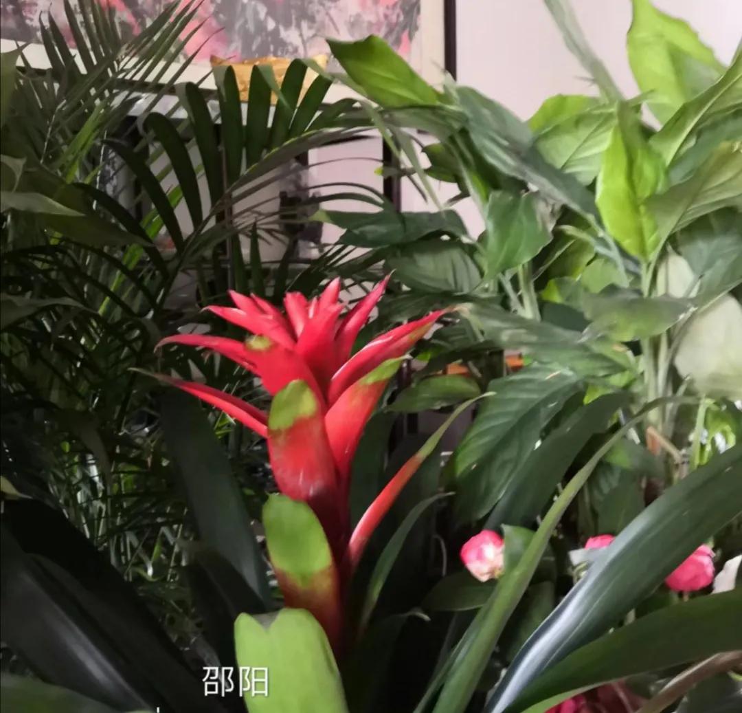 水塔花粉色,水塔花紫色