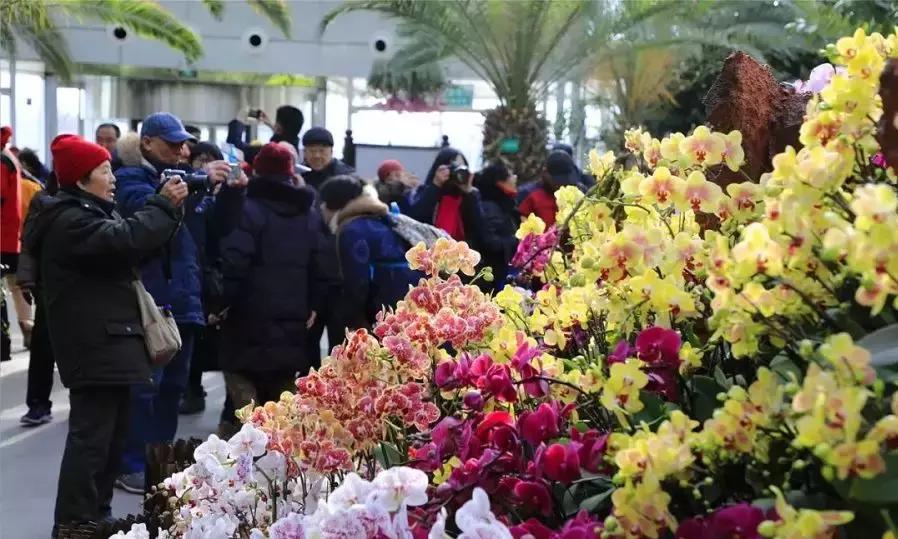 美美美！海淀这个地儿，万株兰花惊艳来袭，你招架的住吗？