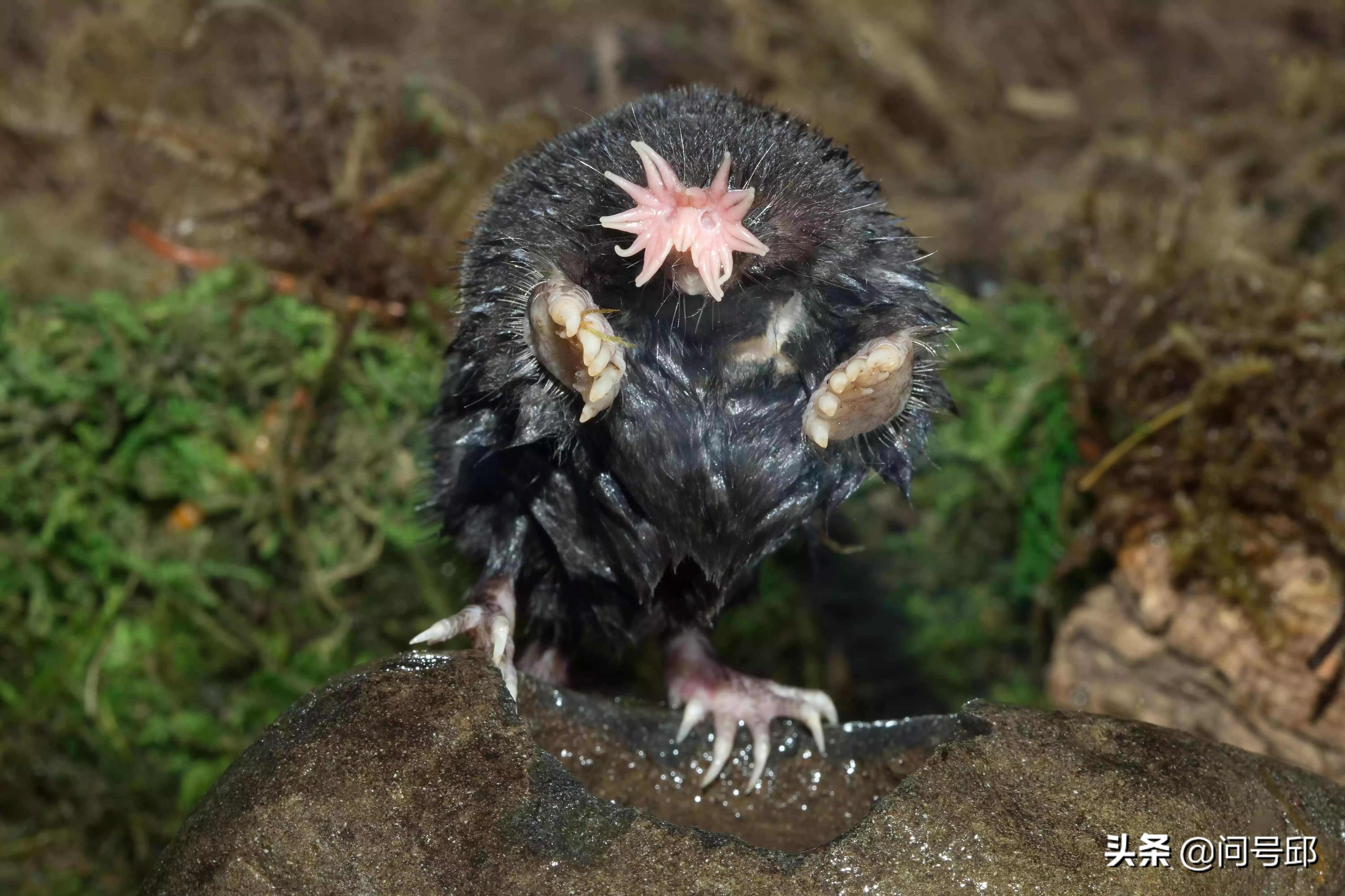 地球上长得稀奇古怪的动物知多少,世界上长得奇形怪状的动物
