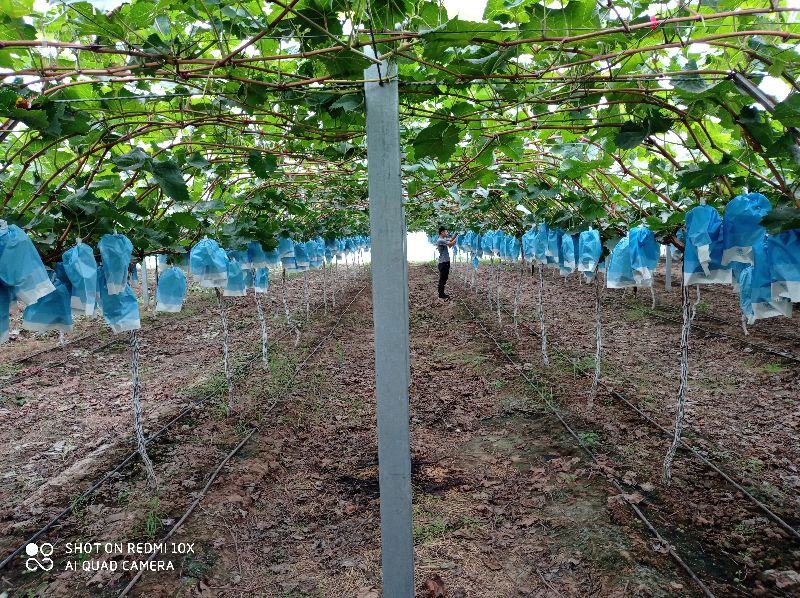 日本水果种植技术发达吗,日本水果发展前景