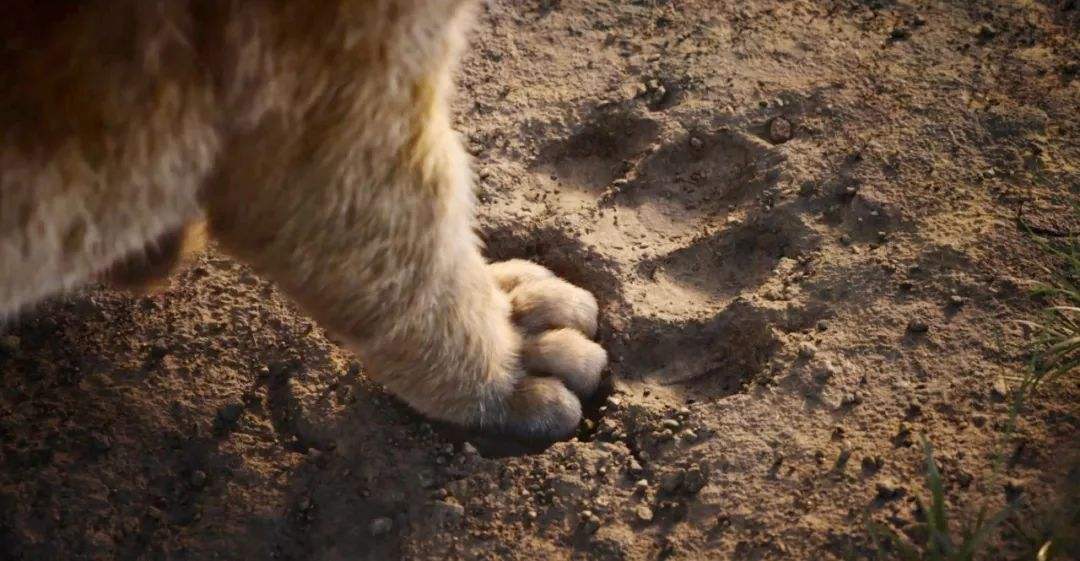 投资10亿特效,投资10亿元的特效电影