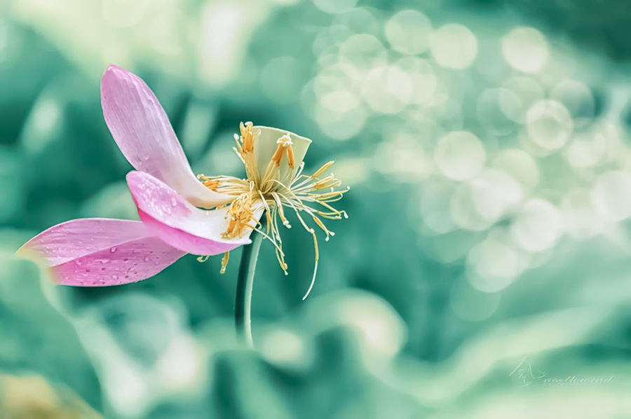 鹤城印象荷花图片,鹤城区看荷花