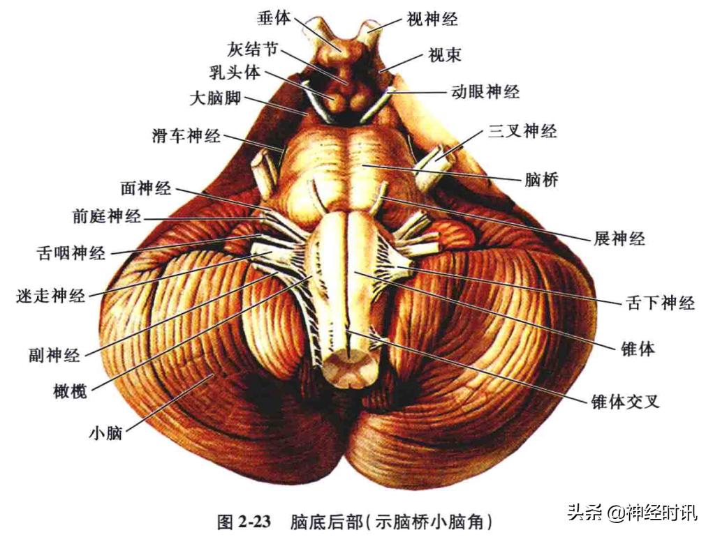 神经系统疾病定位诊断图解,神经系统定位定性诊断视频