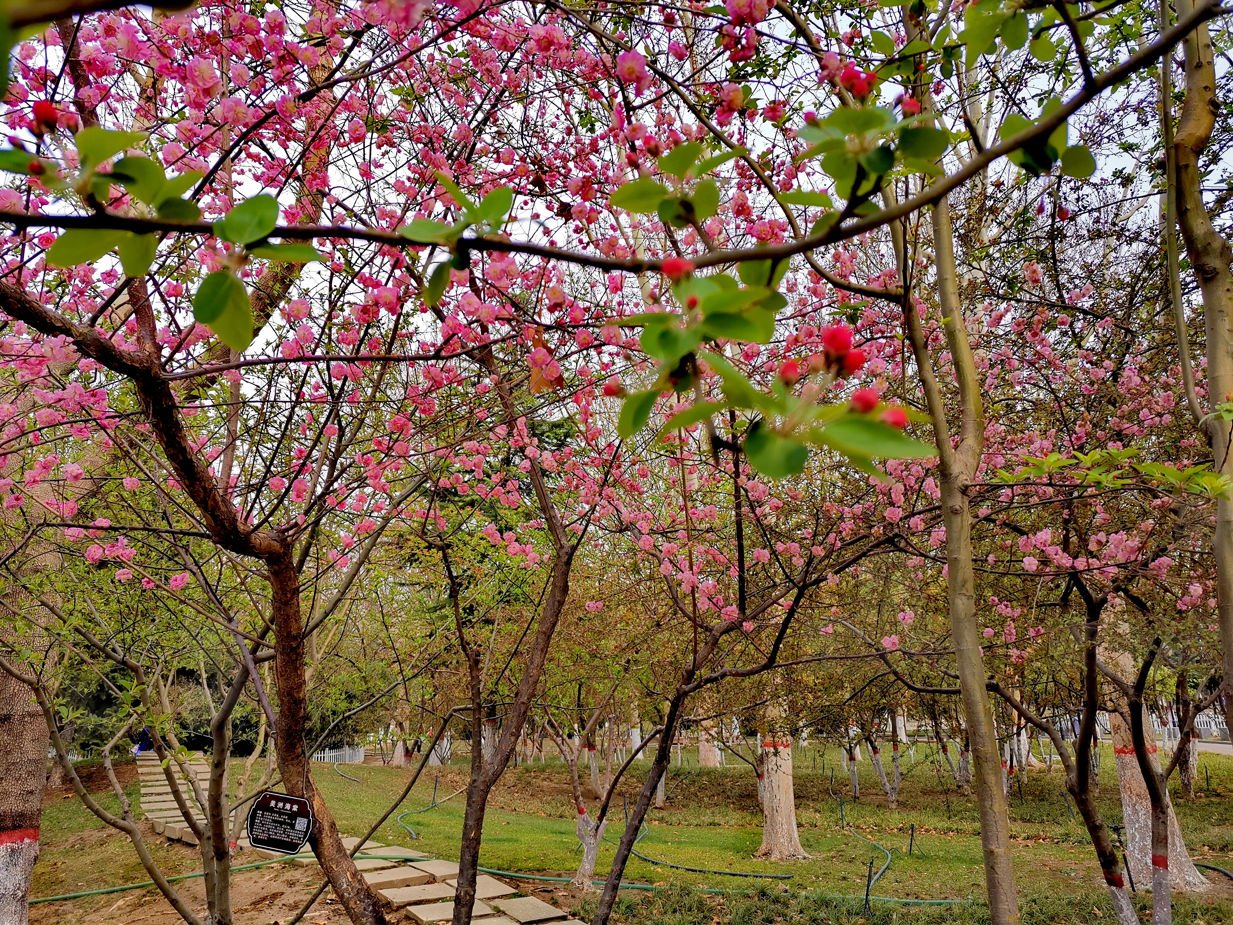 石家庄世纪公园的荷花已开过,石家庄世纪公园花