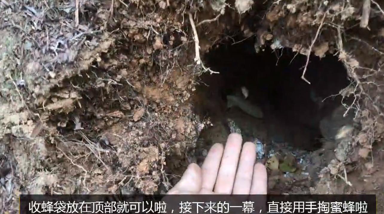 野外地里的蜜蜂怎么收进箱子,野外的蜜蜂怎样收回家里来养